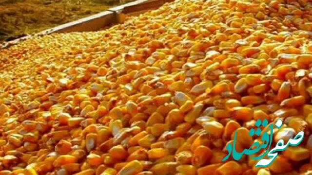 آیا وجود ذرت آلوده‌ در همدان حقیقت دارد؟ 