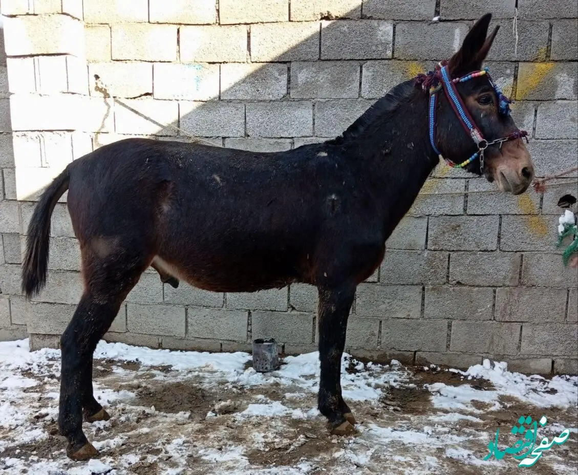 از تایید سلاخی اسب و قاطر در رباط‌کریم تا غذای مشکوک ارزان قیمت برخی رستوران‌ ها!