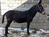 از تایید سلاخی اسب و قاطر در رباط‌کریم تا غذای مشکوک ارزان قیمت برخی رستوران‌ ها!
