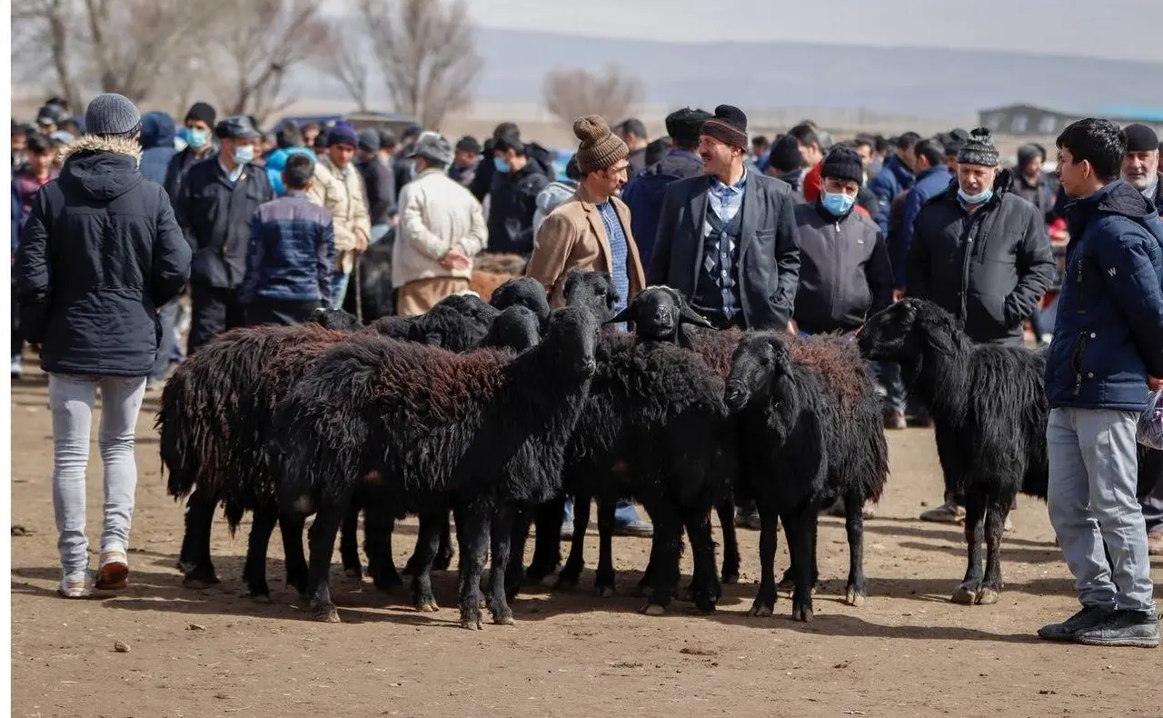 آخرین و جدیدترین قیمت جدید گوسفند و گوساله زنده در شهرهای مختلف امروز شنبه ۲۲ مهر ماه ۱۴۰۲ + جدول