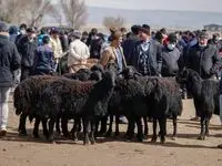 آخرین و جدیدترین قیمت جدید گوسفند و گوساله زنده در شهرهای مختلف امروز شنبه ۲۲ مهر ماه ۱۴۰۲ + جدول