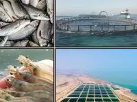 روسیه، چین، سریلانکا و کشورهای حوزه خلیج فارس مشتری محصولات شیلاتی جزیره