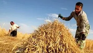 آخرین خبر از پرداخت مطالبات گندمکاران امروز جمعه ۲۲ خرداد ۱۴۰۵ | تکلیف مطالبات گندمکاران چه شد؟
