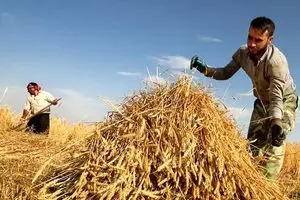 آخرین خبر از پرداخت مطالبات گندمکاران امروز جمعه ۲۲ خرداد ۱۴۰۵ | تکلیف مطالبات گندمکاران چه شد؟