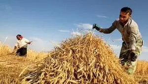 آخرین خبر از پرداخت مطالبات گندمکاران امروز جمعه ۲۲ خرداد ۱۴۰۵ | تکلیف مطالبات گندمکاران چه شد؟