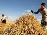 آخرین خبر از پرداخت مطالبات گندمکاران امروز جمعه ۲۲ خرداد ۱۴۰۵ | تکلیف مطالبات گندمکاران چه شد؟