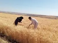 به زودی نرخ تضمینی گندم اعلام می شود