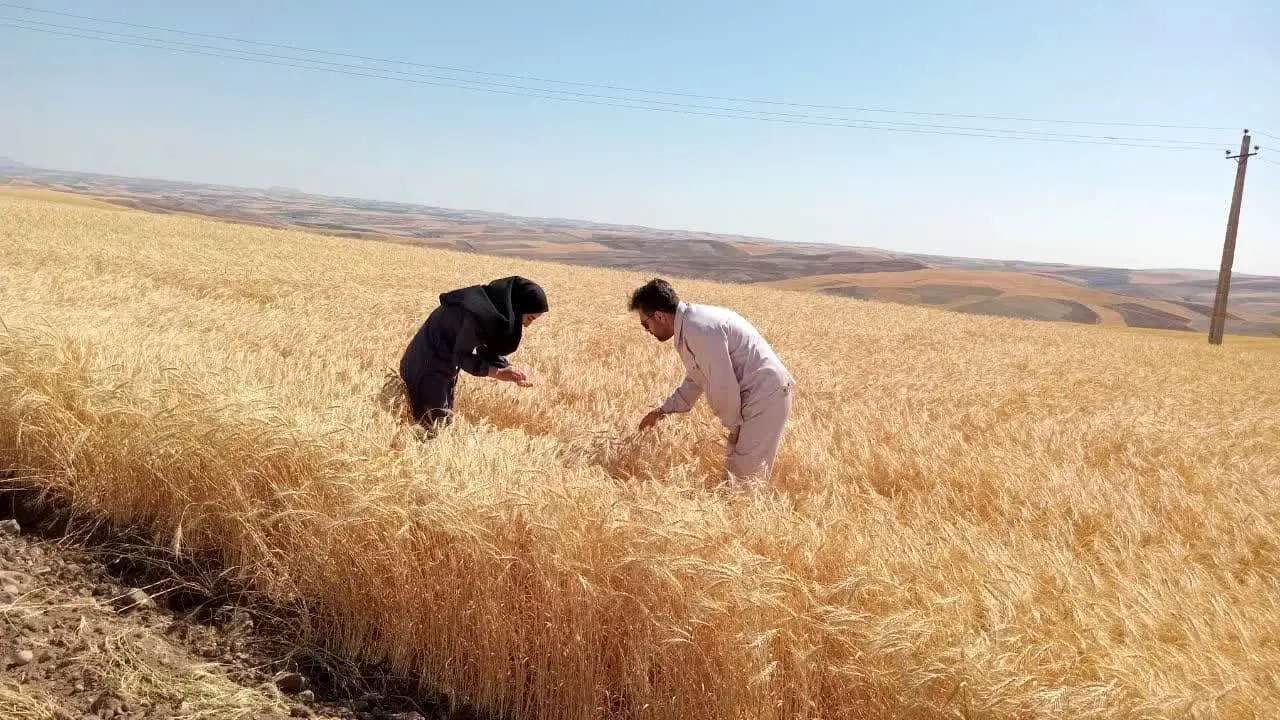 به زودی نرخ تضمینی گندم اعلام می شود