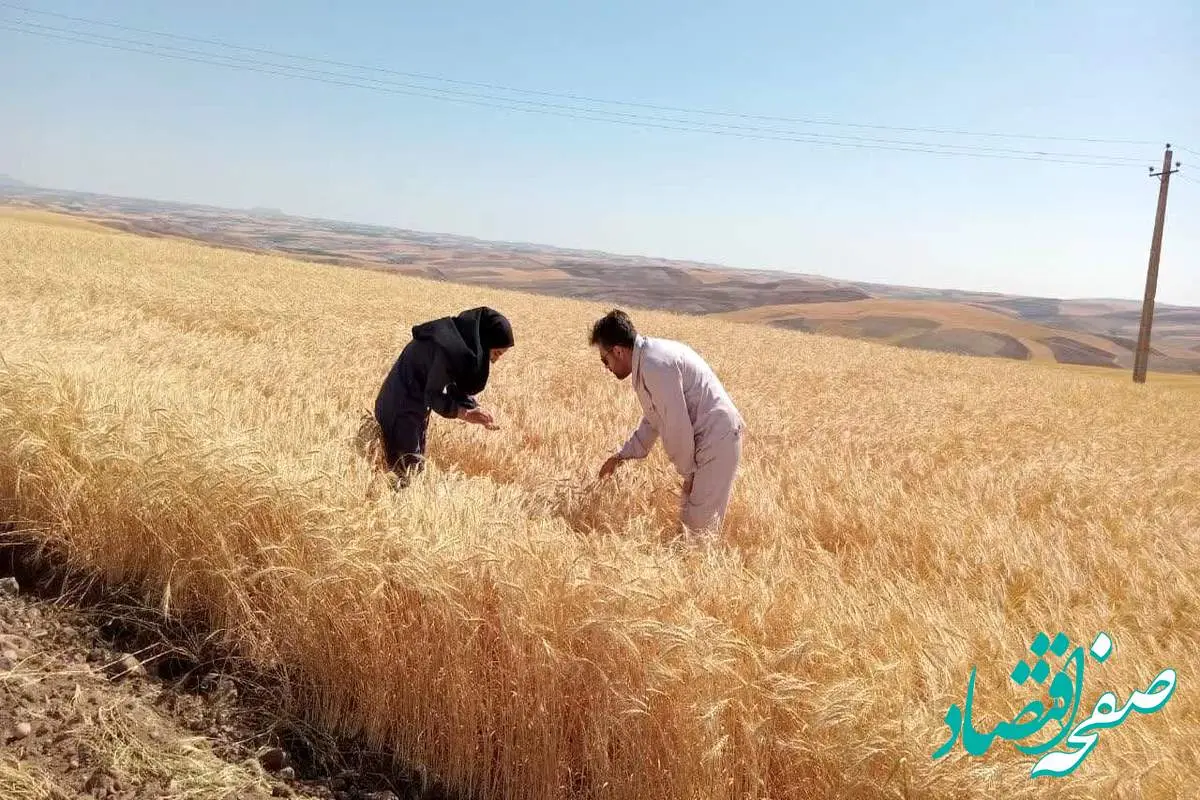 به زودی نرخ تضمینی گندم اعلام می شود