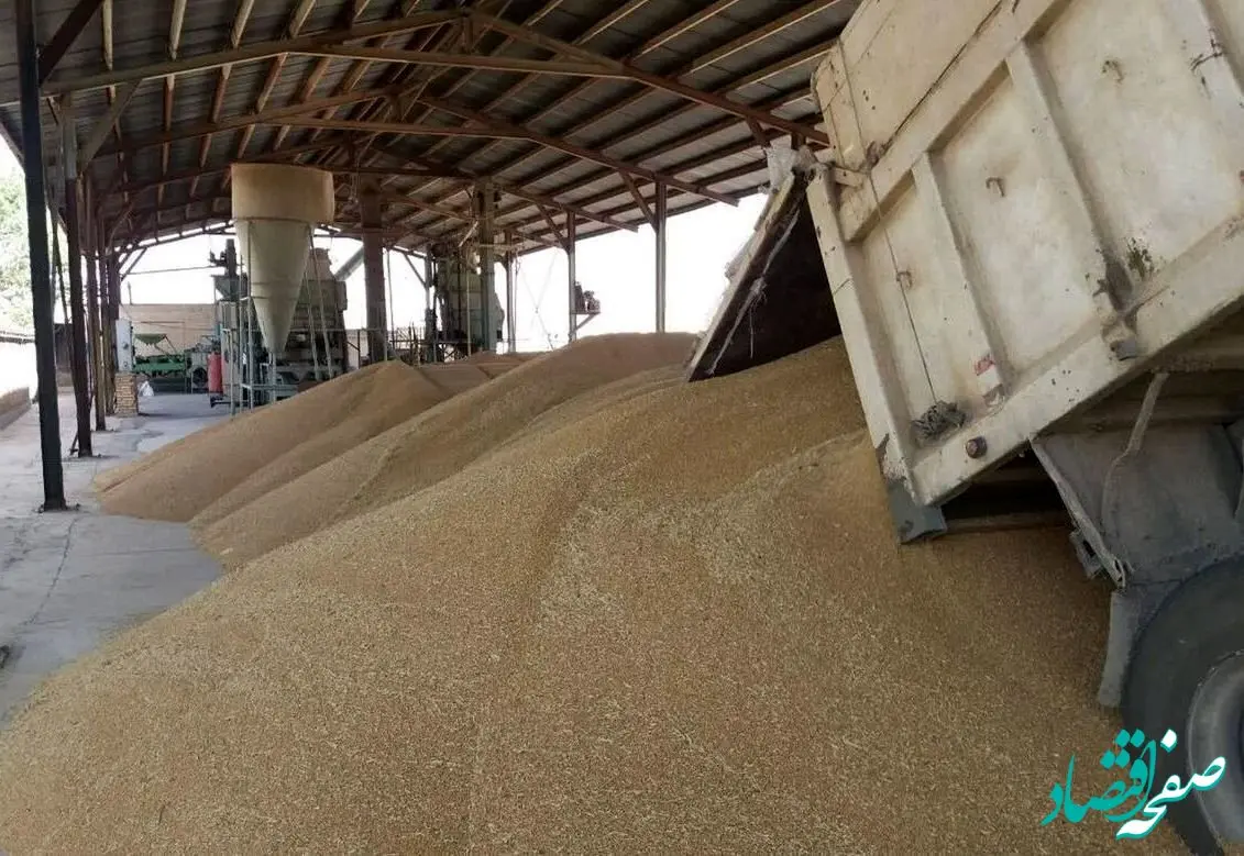 گندمکاران حتما بخوانند | آخرین خبر از پرداخت مطالبات گندم کاران امروز جمعه ۳۰ خرداد | حساب این گندمکاران پر پول شد