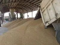 گندمکاران حتما بخوانند | آخرین خبر از پرداخت مطالبات گندم کاران امروز جمعه ۳۰ خرداد | حساب این گندمکاران پر پول شد