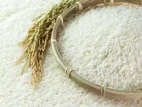 آخرین قیمت برنج ایرانی و هندی امروز پنجشنبه ۱۳ دی ۱۴۰۳