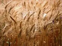 پرداختی به گندمکاران از 160 همت گذشت