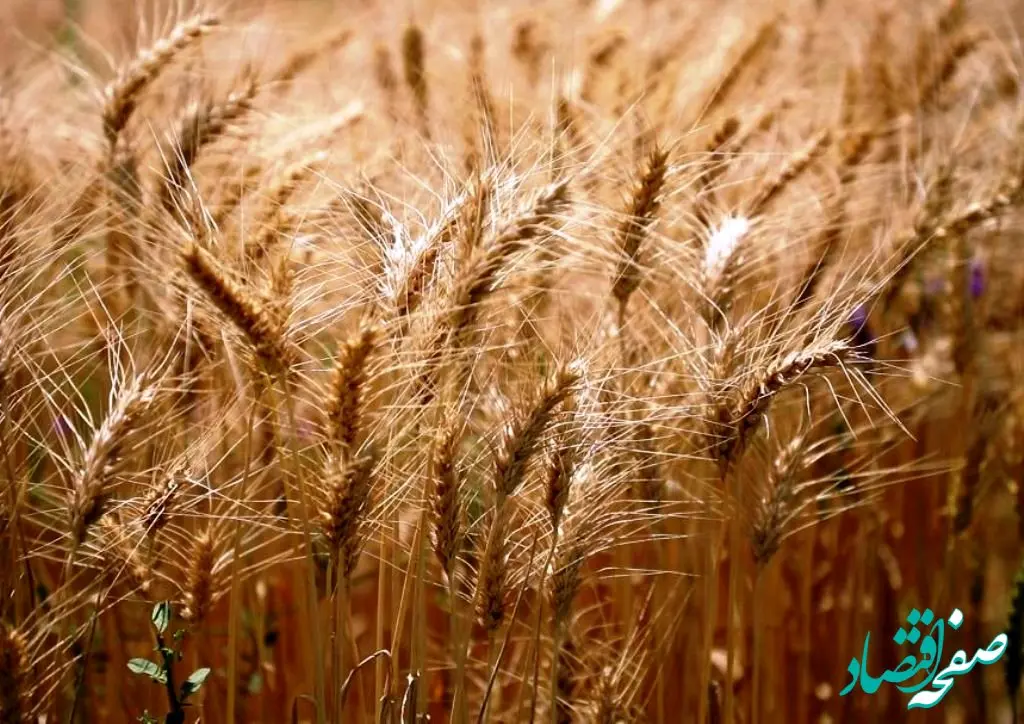 پرداختی به گندمکاران از 160 همت گذشت