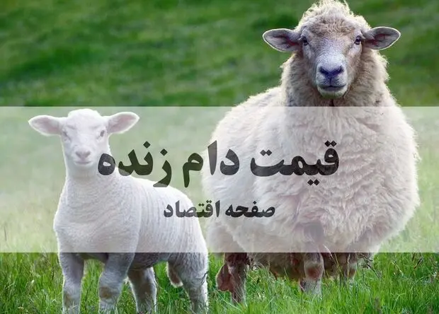 آخرین قیمت دام زنده امروز ۲۳ مرداد / گوسفند کیلویی چقدر شد؟ 