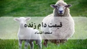 آخرین قیمت دام زنده امروز جمعه ۲۷ شهریور + پیش بینی و جدول قیمت