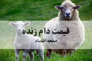 بروزترین قیمت دام زنده امروز شنبه ۱۹ مهر ماه ۱۴۰۴ | نرخ جدید بره نر | قیمت هر کیلو فقط ۳۲۰ هزار تومان