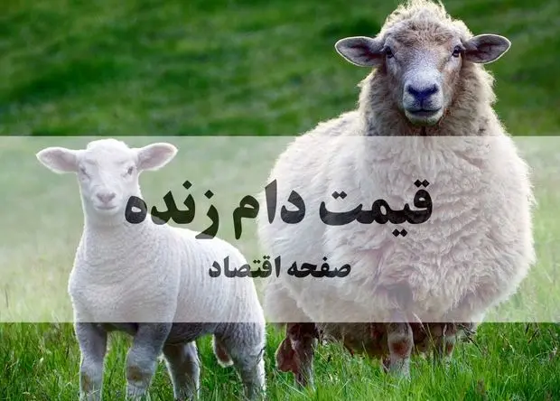 قیمت گوسفند زنده عید قربان امروز سه شنبه ۵ خرداد ۱۴۰۵ | قیمت دام زنده کیلویی چند؟ 