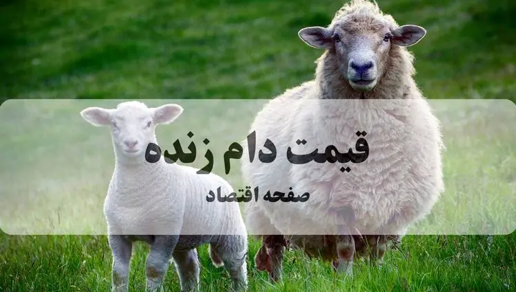 بروزترین قیمت دام زنده امروز دوشنبه ۵ آبان ۱۴۰۴ | +(جدول جدید)