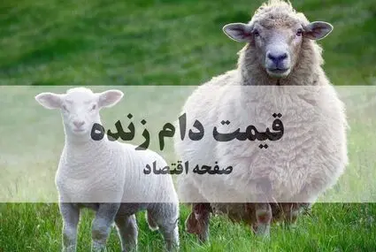 آخرین قیمت دام زنده امروز جمعه ۲۷ شهریور + پیش بینی و جدول قیمت