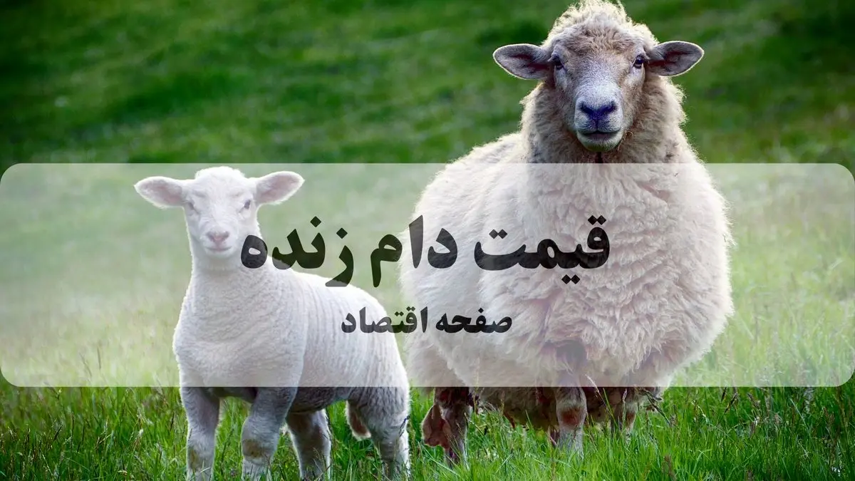 جدیدترین قیمت دام زنده امروز چهارشنبه ۱۳ خرداد ۱۴۰۵ 