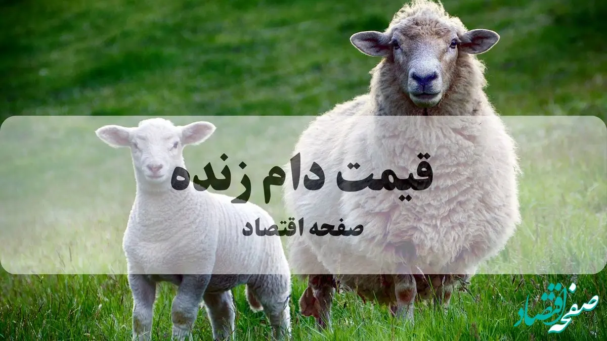 قیمت دام زنده امروز  چهارشنبه ۱۹ آذر ۱۴۰۴