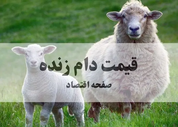 جدیدترین قیمت دام زنده امروز ۹ مرداد ۱۴۰۵ | گوساله کیلویی چقدر شد؟