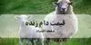 آخرین قیمت دام زنده امروز جمعه ۲۷ شهریور + پیش بینی و جدول قیمت
