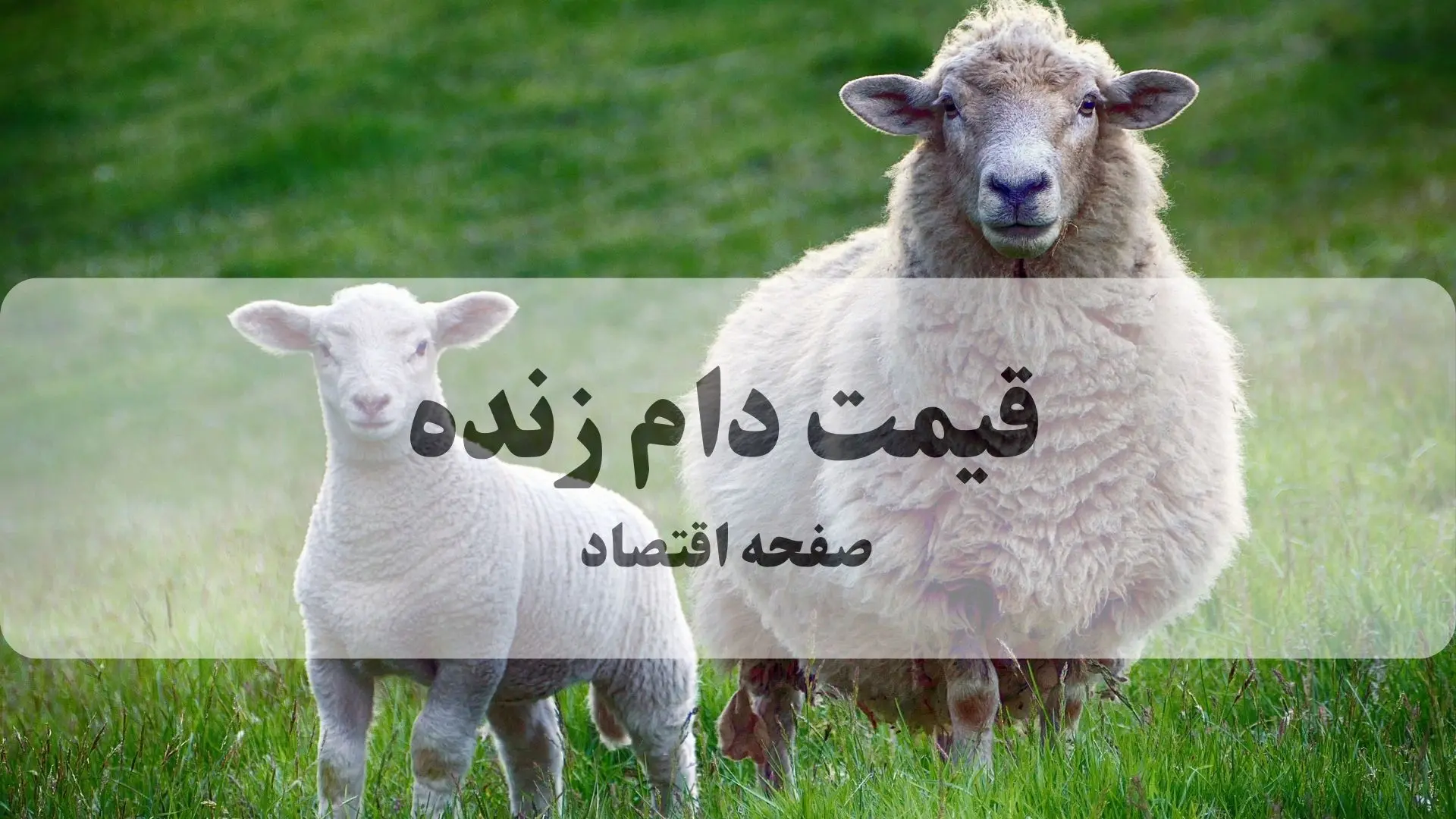 قیمت گوسفند زنده عید قربان امروز سه شنبه ۵ خرداد ۱۴۰۵ | قیمت دام زنده کیلویی چند؟ 