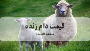 جدیدترین قیمت دام زنده امروز ۹ مرداد ۱۴۰۵ | گوساله کیلویی چقدر شد؟