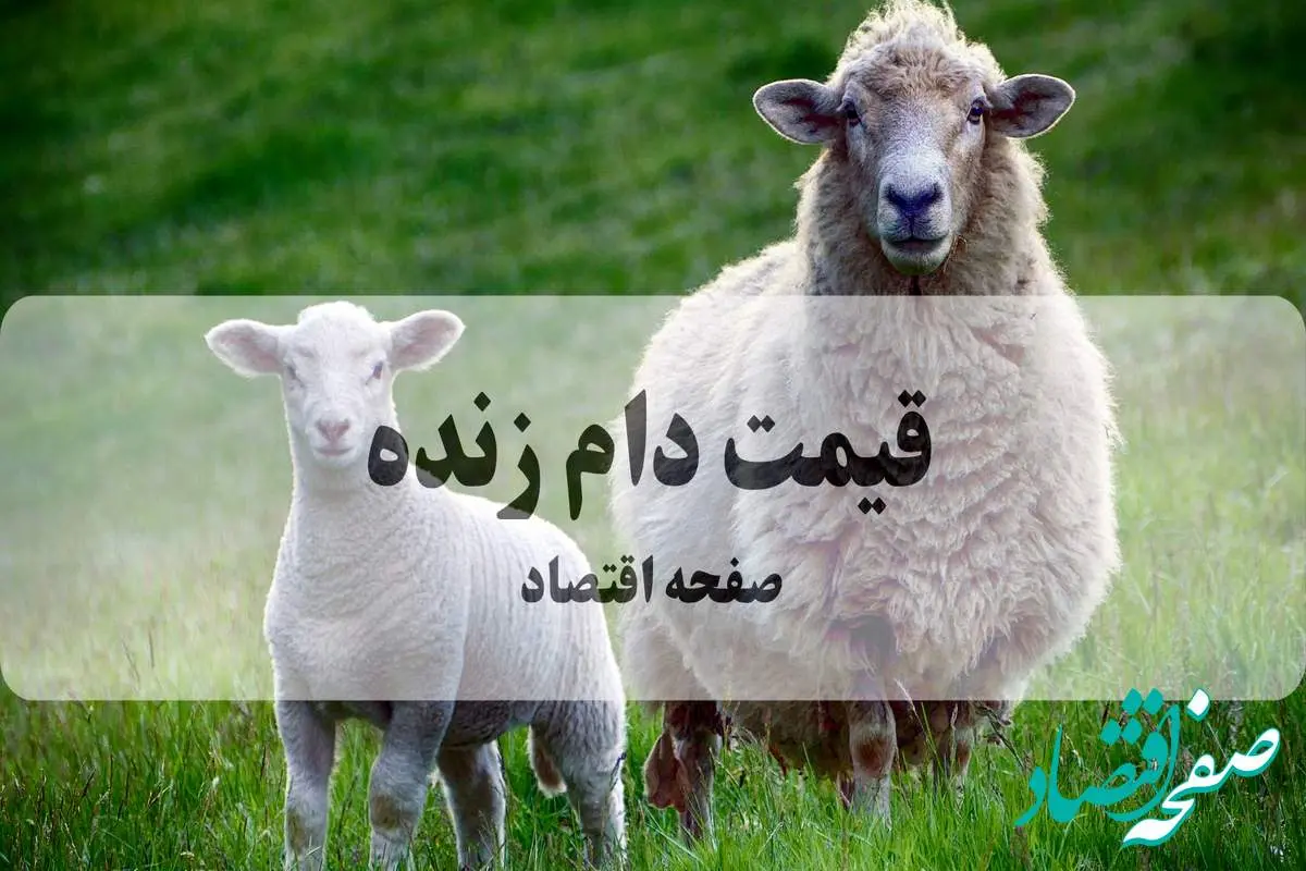قیمت دام زنده امروز دوشنبه ۳۱ شهریور ۱۴۰۴ + جدول قیمت گوسفند زنده | قیمت گوساله چند؟ 