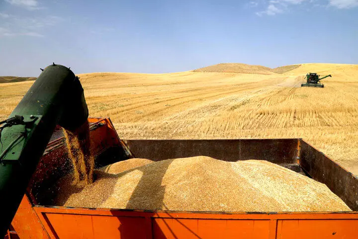 امروز 9 شهریور 1402 | جدیدترین خبر از خرید گندم از کشاورزان استان اردبیل 
