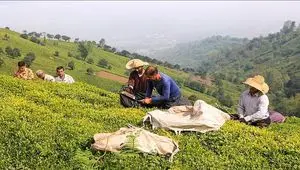آخرین پرداخت مطالبات چایکاران امروز شنبه ۹ خرداد ۱۴۰۵ 