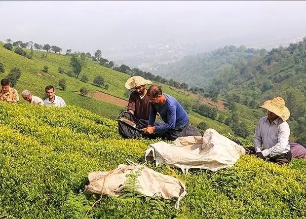 آخرین پرداخت مطالبات چایکاران امروز شنبه ۹ خرداد ۱۴۰۵ 
