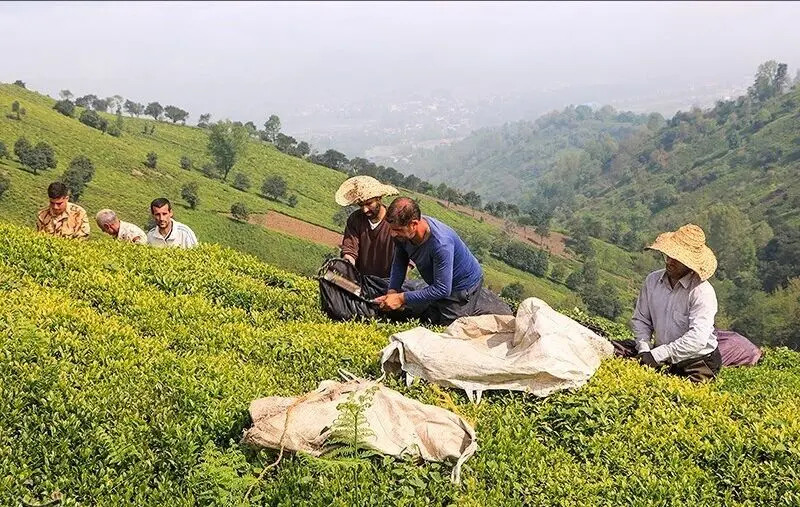 آخرین پرداخت مطالبات چایکاران امروز شنبه ۹ خرداد ۱۴۰۵ 