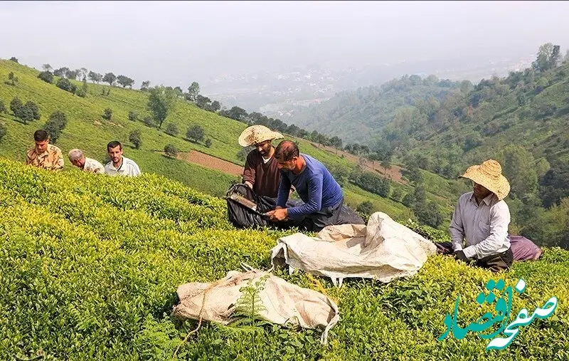 آخرین پرداخت مطالبات چایکاران امروز شنبه ۹ خرداد ۱۴۰۵ 