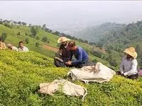 آخرین پرداخت مطالبات چایکاران امروز شنبه ۹ خرداد ۱۴۰۵ 