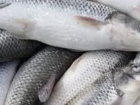 قیمت ماهی سفید شب عید فقط ۲ ریال + حتما بخوانید