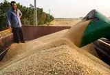آخرین خبر از خرید تضمینی گندم امروز دوشنبه ۱۶ تیر ماه ۱۴۰۴ / خسارات تاخیر در پرداخت مطالبات گندمکاران با کیست؟
