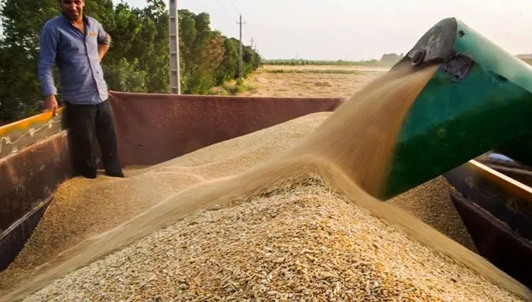 آخرین خبر از خرید تضمینی گندم امروز دوشنبه ۱۶ تیر ماه ۱۴۰۴ / خسارات تاخیر در پرداخت مطالبات گندمکاران با کیست؟