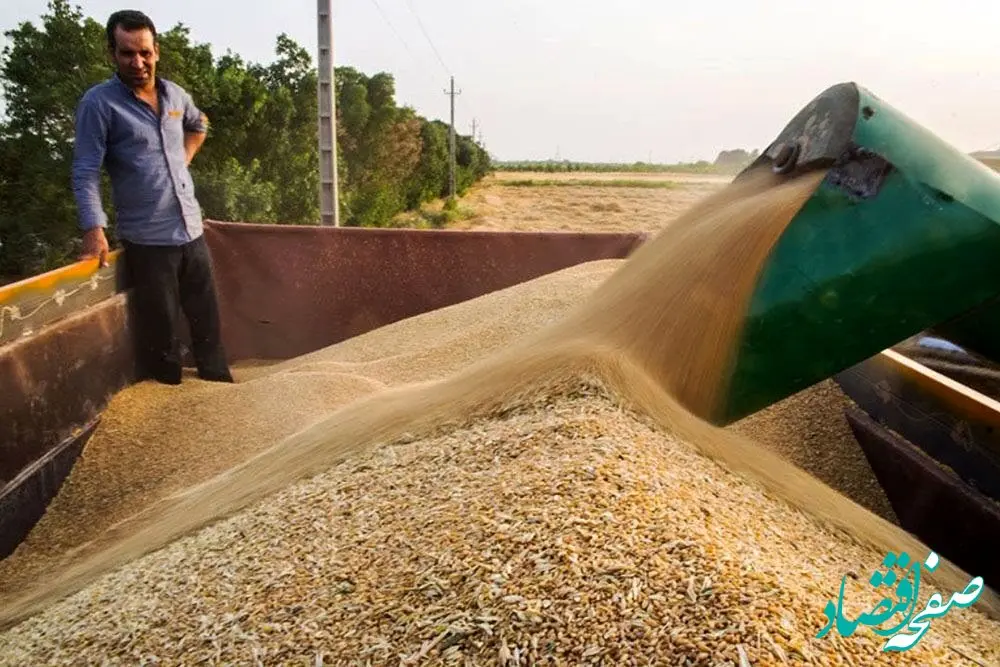 خبر فوری برای گندمکاران / نرخ منطقی گندم اعلام شد