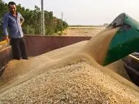 اخبار گندم در اردبیل؛ آغاز خرید گندم از کشاورزان از ۲۰ خرداد