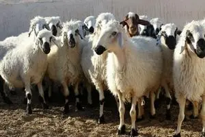 جدیدترین قیمت دام زنده در استان‌های مختلف امروز سه شنبه ۲۸ مرداد ماه ۱۴۰۴