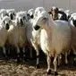 جدیدترین قیمت دام زنده در استان‌های مختلف امروز سه شنبه ۲۸ مرداد ماه ۱۴۰۴