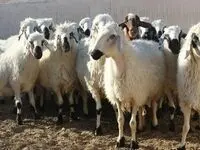 قیمت دام‌ زنده امروز چهارشنبه ۳۰ آبان ۱۴۰۳ / بازار دام روزهای آرامی را می‌گذراند 