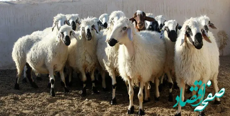 قیمت دام زنده امروز ۲۵ خرداد ۱۴۰۳ / گوسفند کیلویی چند؟