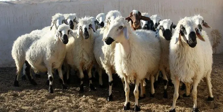 فیلم | قیمت دام زنده امروز ۲۹ دی ماه ۱۴۰۲ / قیمت گوشت گوسفندی چند؟ 