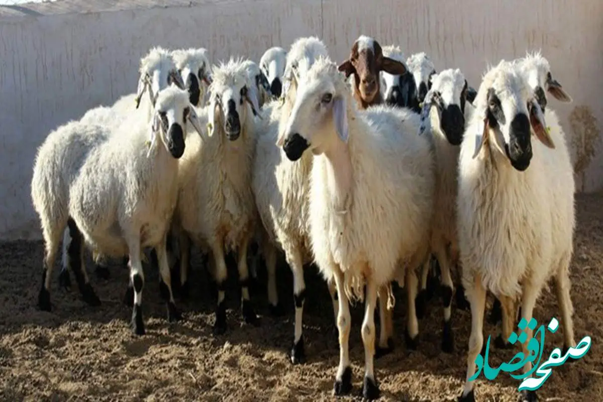 جدیدترین قیمت دام زنده در استانهای مختلف امروز سه شنبه ۲۸ مرداد ماه ۱۴۰۴