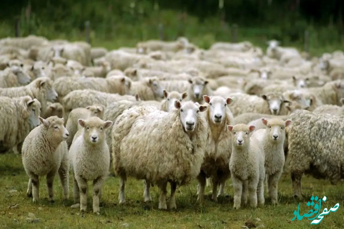 واردات دام زنده برای کدام افراد مجاز شد؟ / این افراد بخوانند