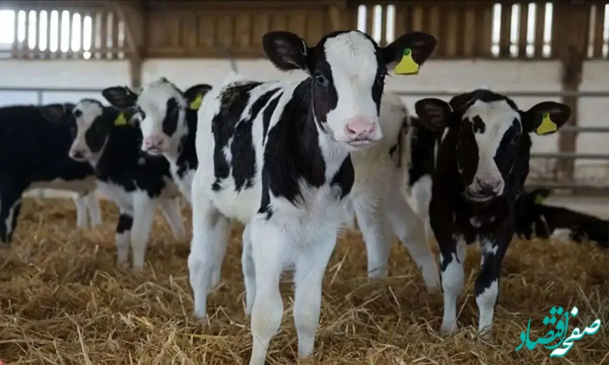 جدیدترین قیمت دام زنده امروز سه شنبه ۹ اردیبهشت ۱۴۰۴ + جدول